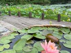 -桃花岛景观公园