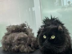 -爱洗澡的猫(望京店)