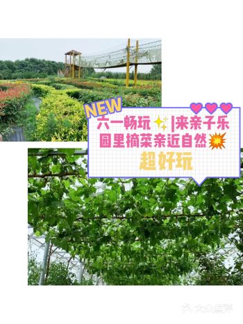 六一畅玩|来亲子乐园里摘菜亲近自然