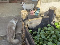 -老屋咖啡