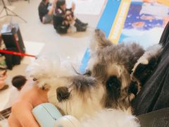 -帕帕拉兹宠物(亚洲旗舰店)