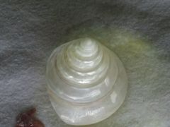 -青岛贝壳博物馆