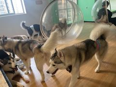 -Husky Go! 哈士奇体验馆·宠物咖啡厅狗咖