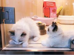-momokira米努特·德文卷毛猫·棉花面纱犬