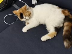 -70cat德文卷毛猫·缅因猫纯种猫舍