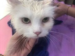 -福懋动物医院·犬猫全科·外科·重症科(杏林分院)