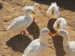 -HERRE·FARM 赫尔露营农场·团建聚会包场