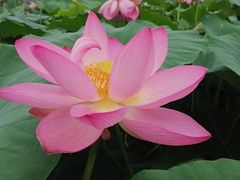 -北纬44度·金珠花海休闲农业旅游景区