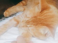 -瑞鹏宠物医院·超声·骨科·奇麟分院(蜀都万达店)