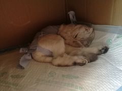 -瑞派宠物医院·24小时骨科·心脏·核磁(哈尔滨南岗店)