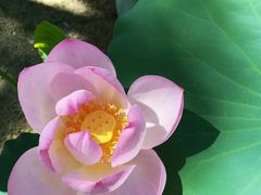 -荷塘月色湿地公园·向阳花洲