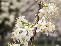 -武汉大学-樱园