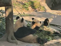 -都江堰中华大熊猫苑