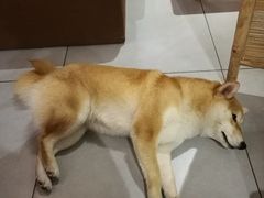 -柴务处·柴犬主题狗咖