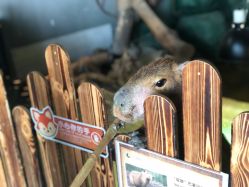 -未来动物城主题公园(正弘城店)