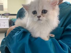 -安安宠医·安宠宠物医院