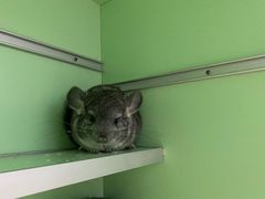 -钓仓鼠(洋桥北里小区店)
