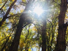 -金塔沙漠胡杨林景区