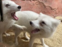 -Zoolung Zoolung动物主题公园(海信广场店)