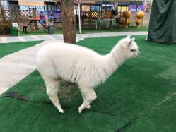 点击看大图 -萌宠亲子动物乐园(槐房万达店)