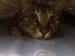 -1013 PET SHOP 宠物商店(近铁城市广场店)