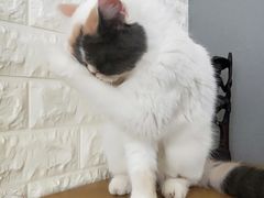 -平行世界·猫咖(首经贸店)
