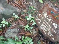 -呀诺达热带雨林