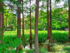 -上海共青森林公园