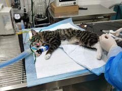 -瑞派名望志远动物医院·猫科·內科·异宠专科(直港大道店)