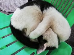 -小板凳(四公里店)