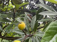 -杭州雅谷泉山庄酒店-餐厅