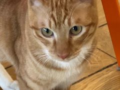 -Cappucimeow猫咪咖啡馆(韦伯时代店)