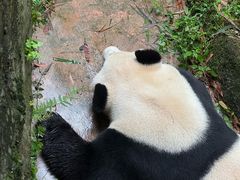 -都江堰中华大熊猫苑
