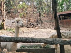 -清迈夜间动物园