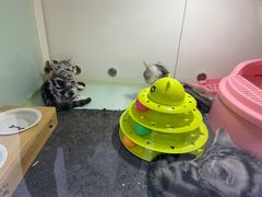 -糯米喵星人·撸猫猫舍咖啡馆(西市场嘉华店)