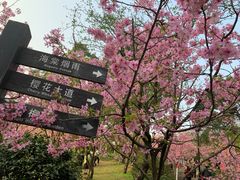 -南山植物园