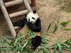 -栾川竹海野生动物园