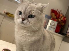 -关爱宠物医院·猫科中心·消化科(滨湖万达分院)