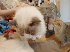 -有喵·猫咖·狗咖·30几只猫10只小狗(岗厦店)