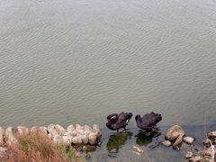 -启东黄金海滩景区