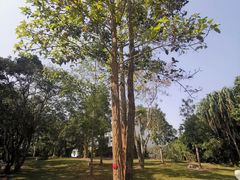 -中国科学院西双版纳热带植物园