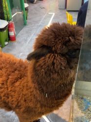 -神奇动物撸宠馆·羊驼·小浣熊·异宠(豫园店)