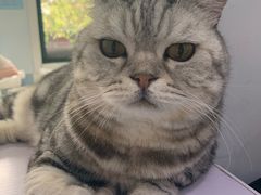 -喵的天空名猫咖啡馆·撸猫·猫舍·用品