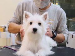 -momokira米努特·德文卷毛猫·棉花面纱犬