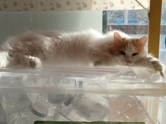 -平行世界·猫咖(首经贸店)