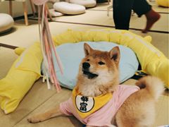 -逗柴咖啡屋·狗咖猫咖宠物桌游