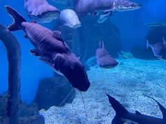 -多彩贵州城极地海洋世界