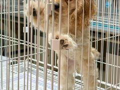 -翊宠yipet猫狗购宠庄园犬舍•猫舍