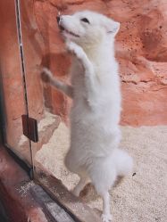 -Zoolung Zoolung动物主题公园(海信广场店)