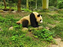 -都江堰中华大熊猫苑